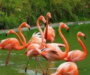 пазл Фламинго в воде, большой водных птиц с розовыми оперение